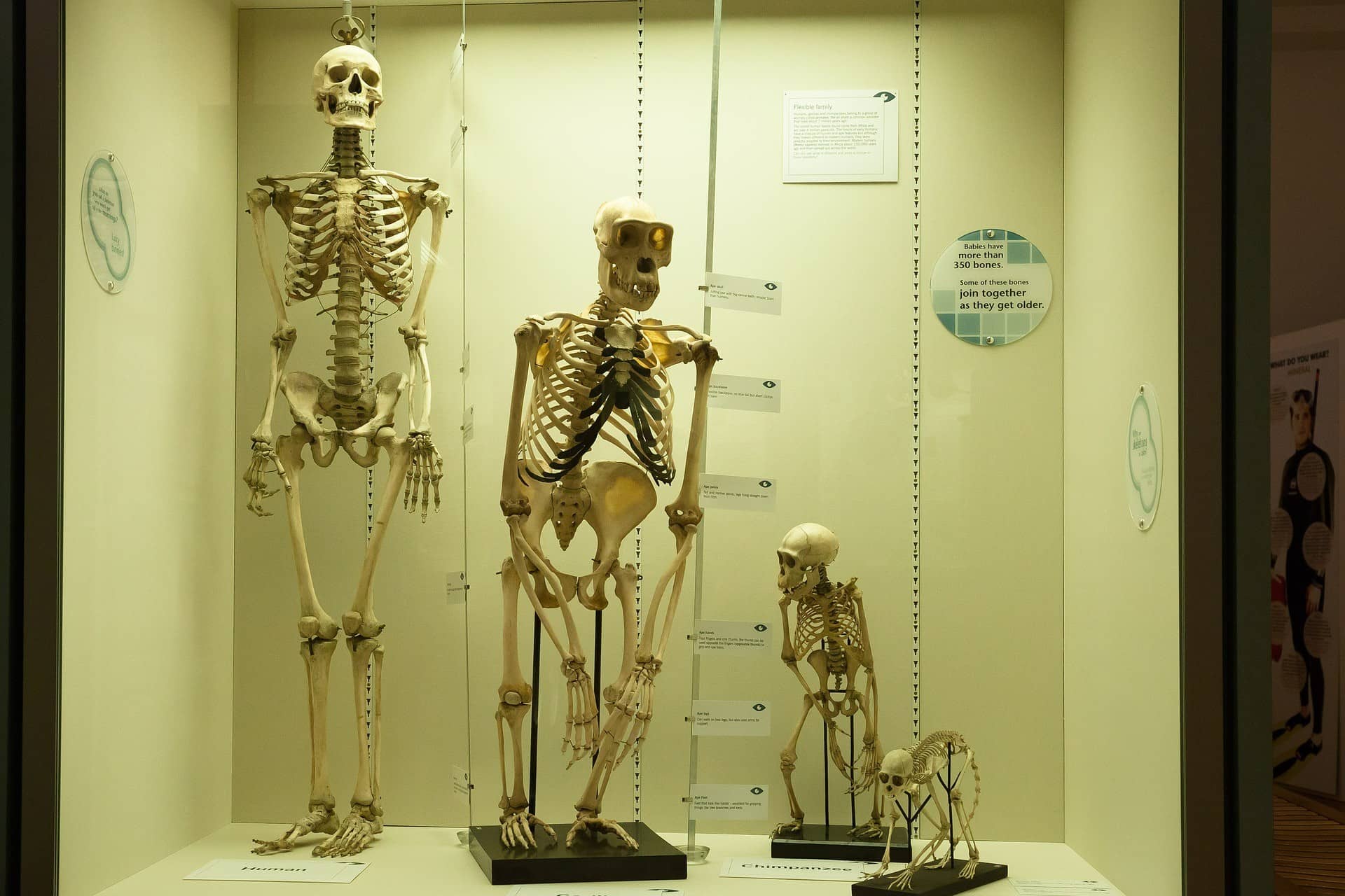 Evolution tree, including  3 monkey skeletons followed by a human skeleton on racks behind glass as a showcase of the evolution of humans