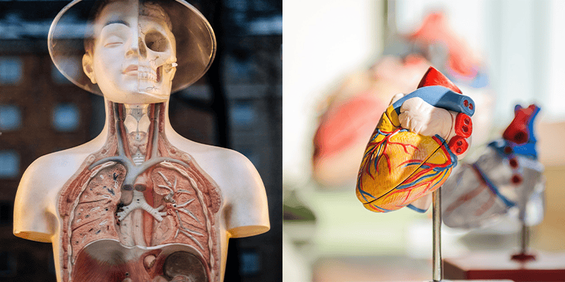 Sculpture of a opened manikin showing the human intestines. With a heart sculpture on the right showing the human heart.